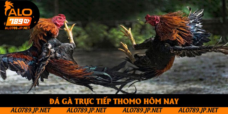Đá Gà Trực Tiếp Thomo Hôm Nay: Cập Nhật Sản Phẩm Cuốn Hút